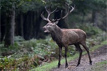 D6 Boutissaint 21-10-09 3593   Photo ACG