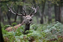 D6 Boutissaint 21-10-09 3617   Photo ACG