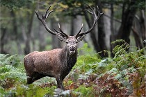 D6 Boutissaint 21-10-09 3621   Photo ACG