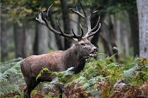 D6 Boutissaint 21-10-09 3623   Photo ACG