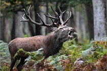 D6 Boutissaint 21-10-09 3624   Photo ACG