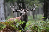 D6 Boutissaint 21-10-09 3628   Photo ACG