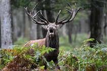 D6 Boutissaint 21-10-09 3629   Photo ACG