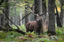 D6 Boutissaint 21-10-09 3642   Photo ACG