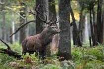 D6 Boutissaint 21-10-09 3644   Photo ACG