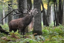 D6 Boutissaint 21-10-09 3647   Photo ACG