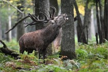 D6 Boutissaint 21-10-09 3654   Photo ACG