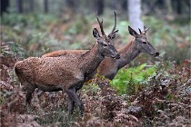 D6 Boutissaint 21-10-09 3668   Photo ACG