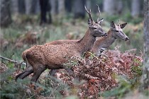 D6 Boutissaint 21-10-09 3673   Photo ACG