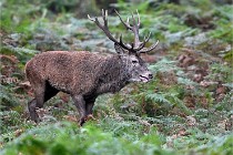 D6 Boutissaint 21-10-09 3678   Photo ACG