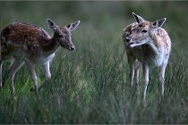 D6 Boutissaint 21-10-05 0019   Photo ACG