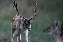 D6 Boutissaint 21-10-05 0024   Photo ACG