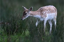 D6 Boutissaint 21-10-05 0029   Photo ACG