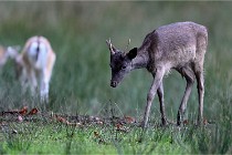 D6 Boutissaint 21-10-05 0039   Photo ACG