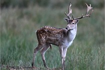 D6 Boutissaint 21-10-05 0044   Photo ACG