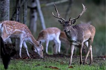 D6 Boutissaint 21-10-05 0048   Photo ACG