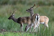 D6 Boutissaint 21-10-05 0051   Photo ACG