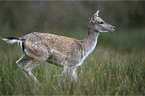 D6 Boutissaint 21-10-05 0065   Photo ACG