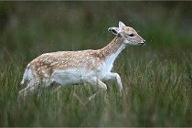 D6 Boutissaint 21-10-05 0070   Photo ACG