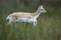 D6 Boutissaint 21-10-05 0072   Photo ACG