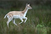 D6 Boutissaint 21-10-05 0075   Photo ACG