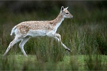 D6 Boutissaint 21-10-05 0077   Photo ACG