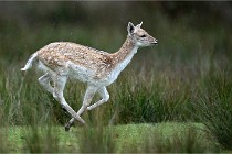 D6 Boutissaint 21-10-05 0078   Photo ACG