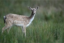 D6 Boutissaint 21-10-05 0096   Photo ACG