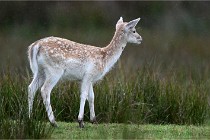 D6 Boutissaint 21-10-05 0155   Photo ACG