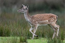 D6 Boutissaint 21-10-05 0161   Photo ACG