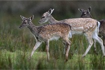 D6 Boutissaint 21-10-05 0165   Photo ACG