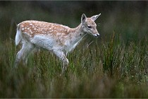 D6 Boutissaint 21-10-05 0184   Photo ACG