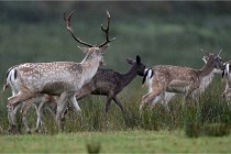 D6 Boutissaint 21-10-05 0187   Photo ACG