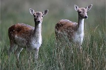 D6 Boutissaint 21-10-05 0201   Photo ACG