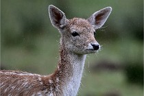 D6 Boutissaint 21-10-05 0205   Photo ACG