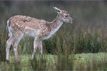 D6 Boutissaint 21-10-05 0214   Photo ACG