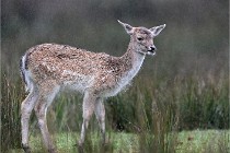 D6 Boutissaint 21-10-05 0215   Photo ACG