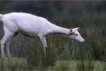 D6 Boutissaint 21-10-05 0225   Photo ACG