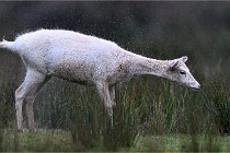 D6 Boutissaint 21-10-05 0226   Photo ACG