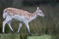 D6 Boutissaint 21-10-05 0234   Photo ACG