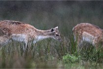 D6 Boutissaint 21-10-05 0237   Photo ACG