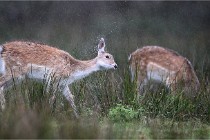 D6 Boutissaint 21-10-05 0240   Photo ACG