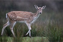 D6 Boutissaint 21-10-05 0243   Photo ACG