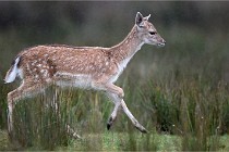 D6 Boutissaint 21-10-05 0261   Photo ACG