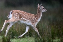 D6 Boutissaint 21-10-05 0265   Photo ACG