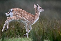 D6 Boutissaint 21-10-05 0267   Photo ACG