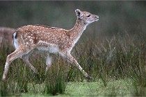 D6 Boutissaint 21-10-05 0270   Photo ACG