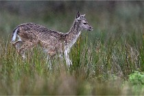 D6 Boutissaint 21-10-05 0276   Photo ACG