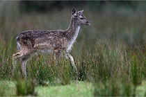 D6 Boutissaint 21-10-05 0284   Photo ACG