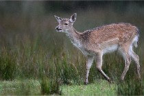 D6 Boutissaint 21-10-05 0287   Photo ACG